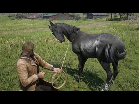 We Try to Catching Horse with Rope ( Fastest & Rarest horse ) Red …