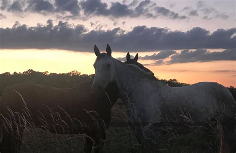 We are... - Dan Wain Equestrian: Training & Rehabilitation