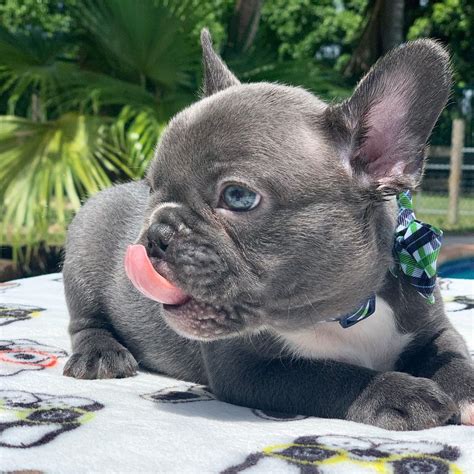 We currently have french bulldog puppies for sale! Purchase Options Media Getting your new Impeccabull puppy home to you as soon as possible is our goal