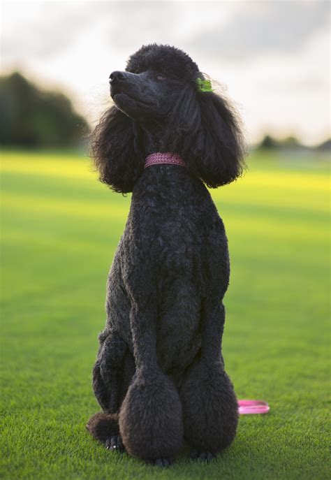We do make sure that our standard poodles do not carry the genetic marker known as the "Improper Coat" allele or IC for short