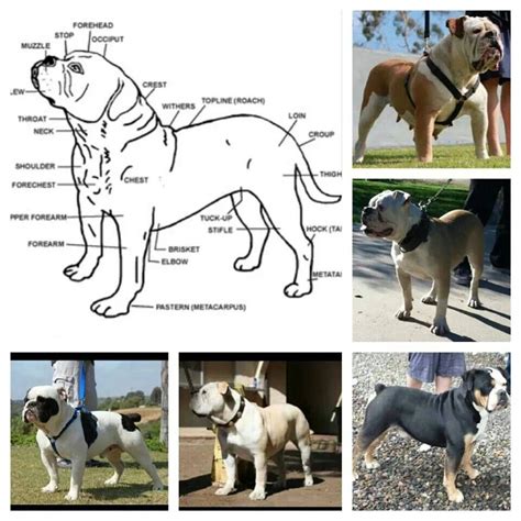 We do show our Bulldogs and conformation is the key