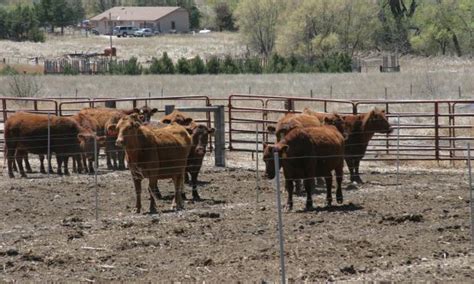 We had a cow that had twin calves (bull and heifer) and were told that