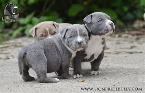 We have a acre land in Oklahoma where we breed and raise all our available pitbull puppies
