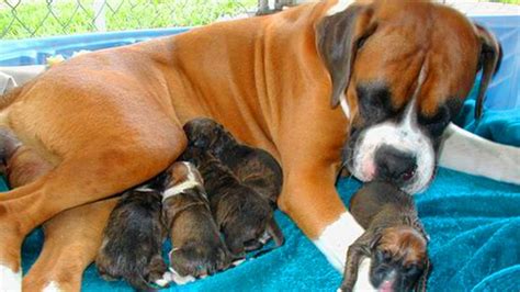 We have a litter of gorgeous Boxer puppies available