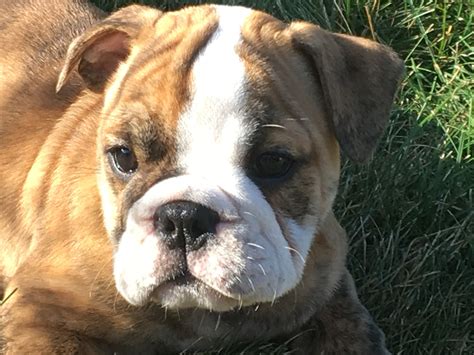 We have females and male English Bulldog puppies for Adoption
