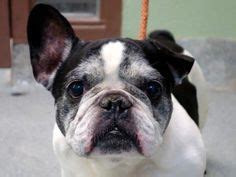 We have volunteers who love the French Bulldog breed
