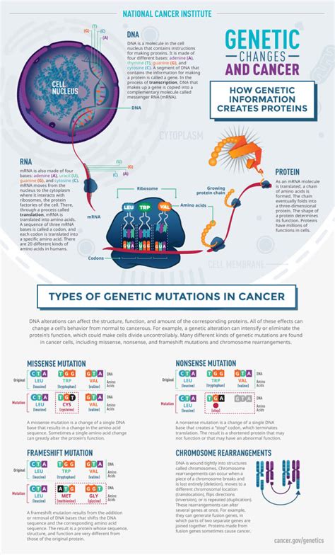 We inherited a deadly cancer gene from our mother