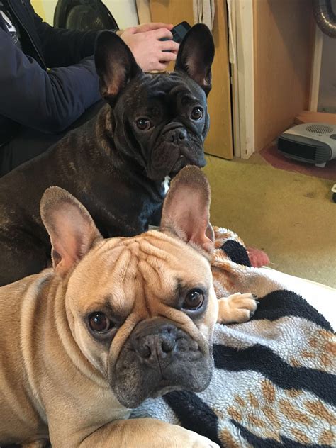 We love our Frenchies and so will you!  French Bulldogs typically weigh between 20 and 28 pounds and stand 12 to 16 inches tall at the shoulder