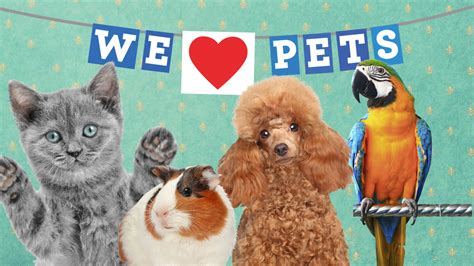 We love pets zanesville. The first We Lov Pets opened in April of 2000 in Zanesville, Ohio. After a successful 4 years, our second store opened in Marietta in November of 2004. Our third location opened in Mt. Vernon, Ohio in April of 2006. To this day, all 3 We Lov Pets locations continue to thrive. 