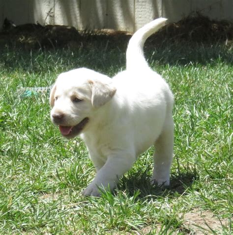 We pride ourselves on having a very select, well-planned breeding program, producing top quality Labrador Retriever puppies that you will be proud to own, and love to live with