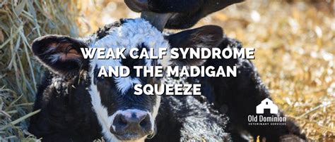 Weak Calf Syndrome and the Madigan Squeeze - old …