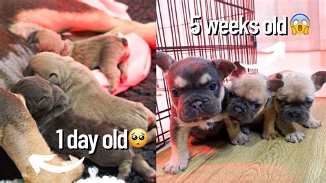 Weaning French Bulldog Puppies
