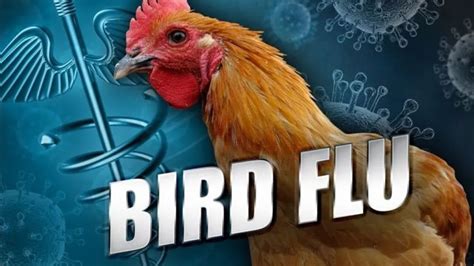 Weaponized bird flu to be released soon - YouTube