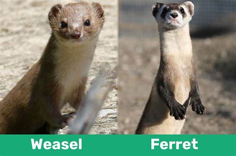 Weasel vs ferret. Things To Know About Weasel vs ferret. 