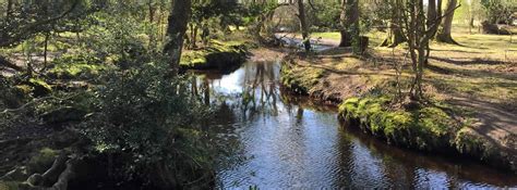 Weather today - Brockenhurst, Hampshire, GB - Foreca.com