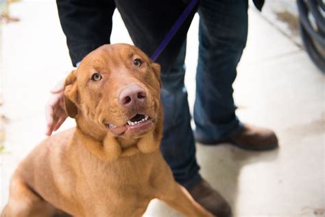 Meet Eli, a Labrador Retriever Mix Dog for adoption, at Weatherford Parker County Animal Shelter in Weatherford, TX on Petfinder. Learn more about Eli today.. 