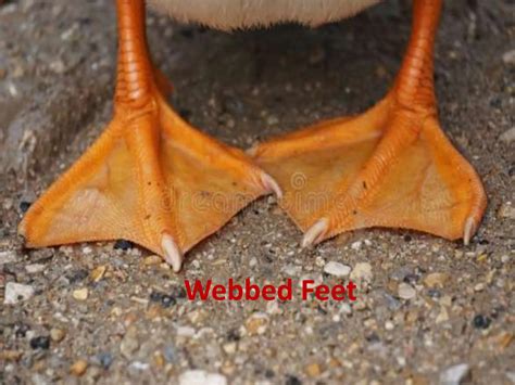 Webbed feet animals pictures.  Causes, Treatment of webbed feet.  These Webbed feet also ...