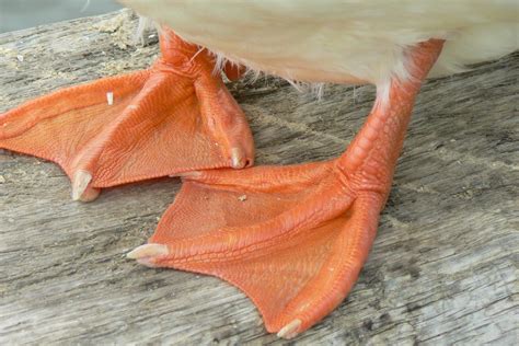 Webbed feet animals.  From gliding Examples of animals with webbed feet ...