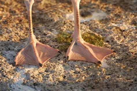Webbed feet photo.  Animals with webbed feet have adapted over generations ...