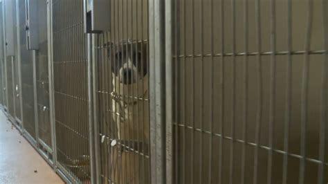 Weber animal shelter. Things To Know About Weber animal shelter. 