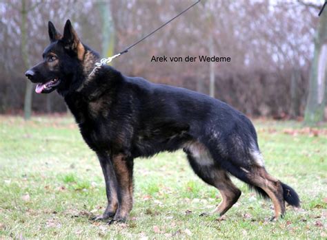 Weberhaus german shepherd. At Givenhaus German Shepherds, we selectively breed top German bloodlines to produce German Shepherd dogs that will be superior in Search and Rescue, Police, Schutzhund, Agility, Conformation Show-ring and/or loving family Protectors and Companionship. All dogs in our breeding program are 100% west German showlines from world class bloodlines. 