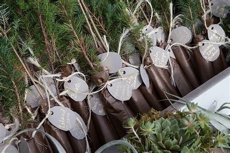 Wedding Seedlings and Wedding Favors - Evergreen Trees For Sale