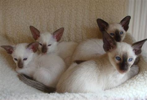 Wedge Head Litter - Male & Female Siamese Kittens For Sale in ...