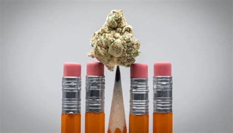 Weed 101: St. Cloud State to offer cannabis education certificate programs this fall