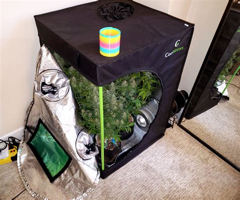 Weed Growing Tent Small: Your Ultimate Guide to Growing Big in Small Spaces