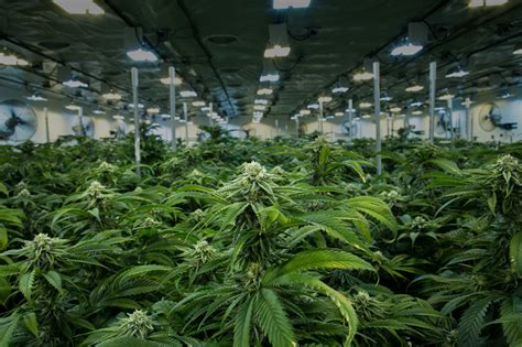 Weed grower jobs near me. Marijuana cultivation is a cannabis career that presents a greater opportunity for higher wages, as it is obviously one of the most necessary processes in preparing cannabis products for sale. Aside from being a competitive position, marijuana growing jobs are not for the entry-level applicant. For decades, lore surrounding marijuana growing ... 