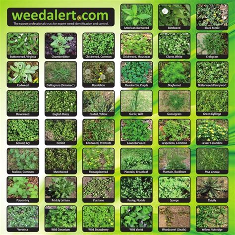 Weed identifier. The most important thing is to properly identify the weed in order to figure out the best method(s) of control and to check which pest control products are legal to use in the province you live in ... 