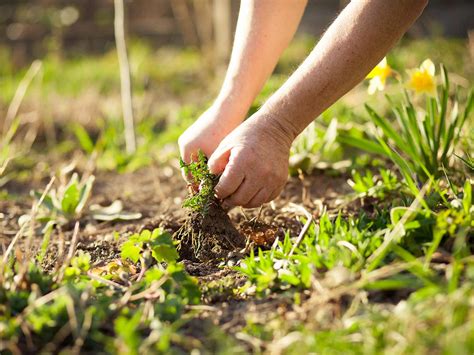 Weed out. Gardening is a fun and rewarding hobby in many ways, but weeds can quickly dampen your spirits — and the look of your yard. The good news is that there are several organic methods ... 