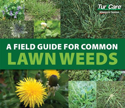 Weed the ultimate gardener s guide to organic weed control. - Philips 42 inch plasma tv manual.