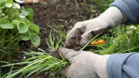 Weeding Out the Weed – DW – 04/29/2007