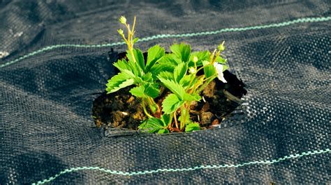 Weedmat the warehouse. .  <a href=https://dev.getalpha.net/assets/images/4ru98/index.ph...