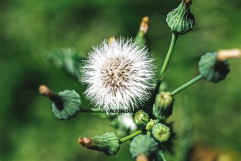 Weeds plants. The difference between a flower and a weed is truly in the eye of the gardener. A weed is defined as a wild plant that is growing where it is not wanted and stealing nutrients from... 