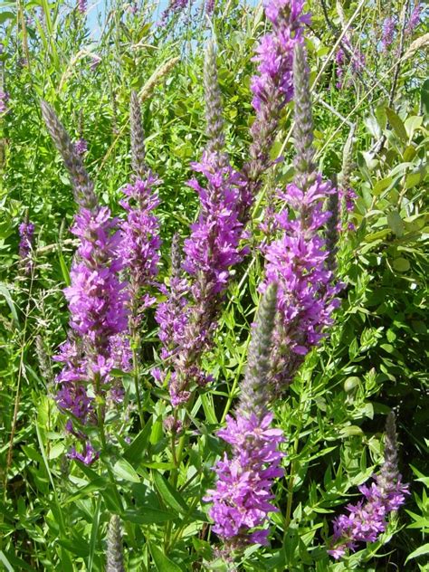 Weeds with purple flowers. Gardening is a fun and rewarding hobby in many ways, but weeds can quickly dampen your spirits — and the look of your yard. The good news is that there are several organic methods ... 