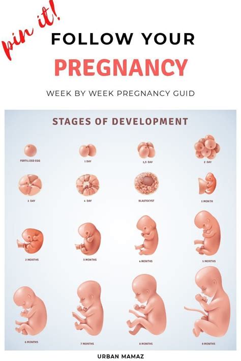Week by week guide to pregnancy. - Mg tf manual de taller descargar.