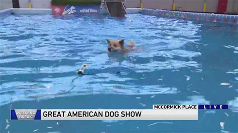 Weekend Break: Great American Dog Show