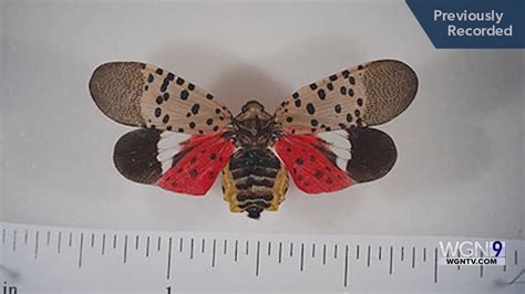 Weekend Gardening with Tim Joyce: Beware of the spotted lanternfly