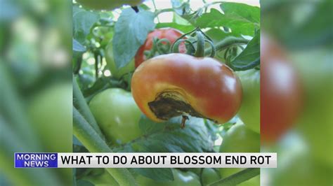 Weekend Gardening with Tim Joyce: Jumping worms, blossom end rot and more