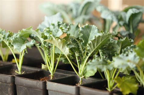 Weekend Gardening with Tim Joyce: Kale growing, germinating seeds and more
