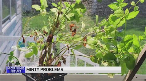 Weekend Gardening with Tim Joyce: Mint problems, clover invasions and more