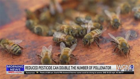 Weekend Gardening with Tim Joyce: Reduced pesticides can double pollinator