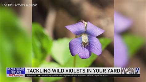 Weekend Gardening with Tim Joyce: Tackling wild violets, creeping Charlies and more