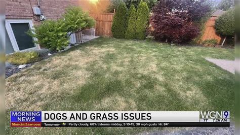 Weekend Gardening with Tim Joyce: Weeds, dogs and grass issues