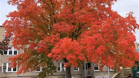 Weekend Warmup Is Great Timing To Get Out and Enjoy Peak Fall Color Fall Trees