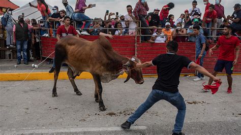 Weekend bull-running in Mexico sends 2 men to the hospital with serious injuries