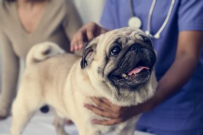 Weekend vet. Visit our Rebecca Darland Pet Clinic to get professional veterinary services for your dog or cat in Festus, MO. Click here to get pet healthcare assistance. Rebecca Darland Pet Clinic, Inc. (636) 937-2546. Festus, M O. Home; Routine Care; Diagnostic Services; Dentistry; Surgery; Meet the Staff; 