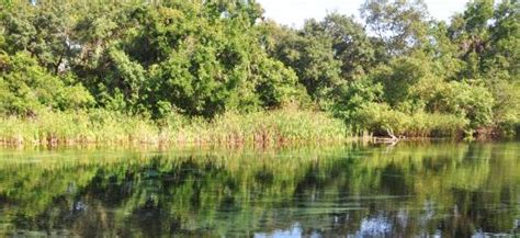 Weeki Wachee Springs State Park WaterMatters.org